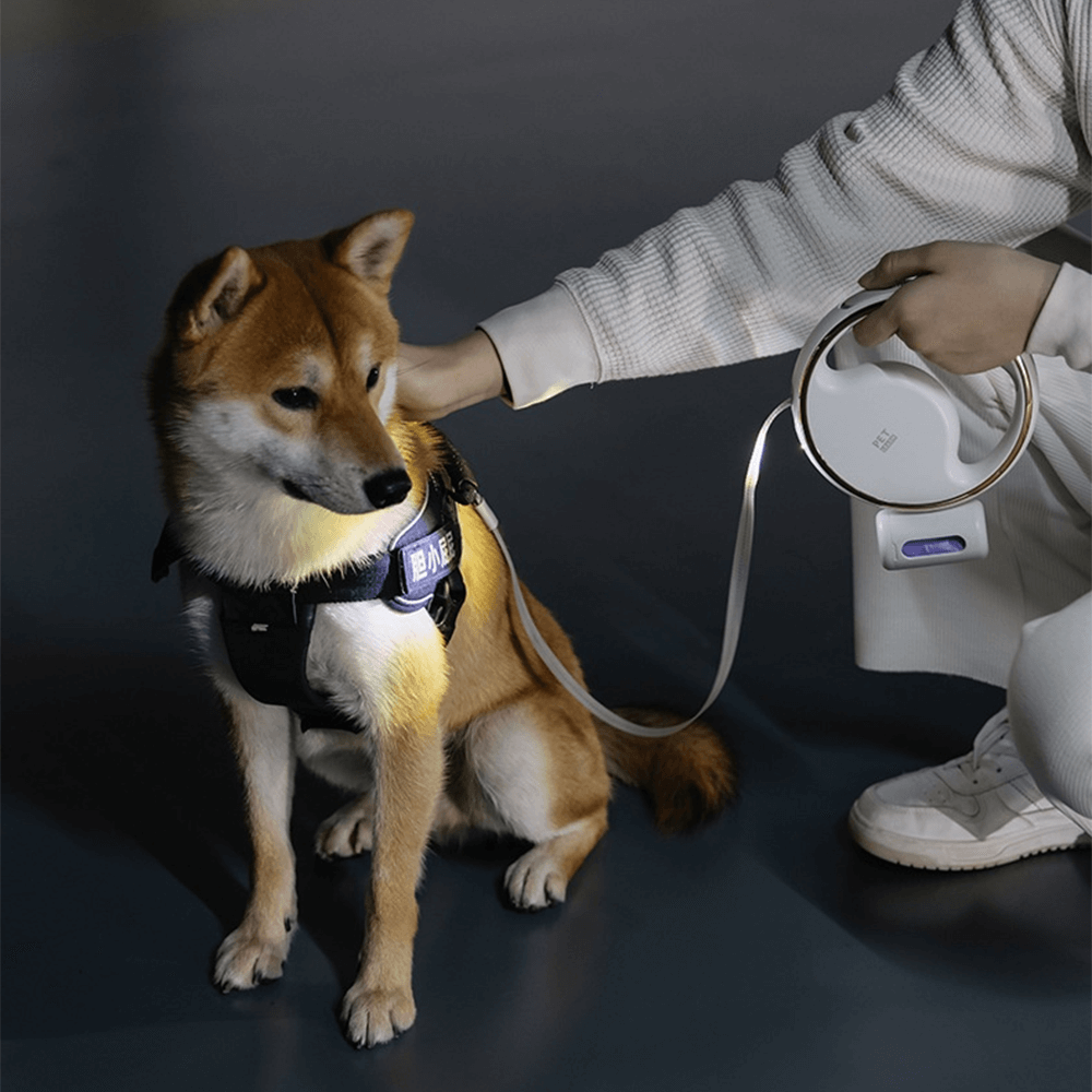 Collar With Flashlight Lighting Walk